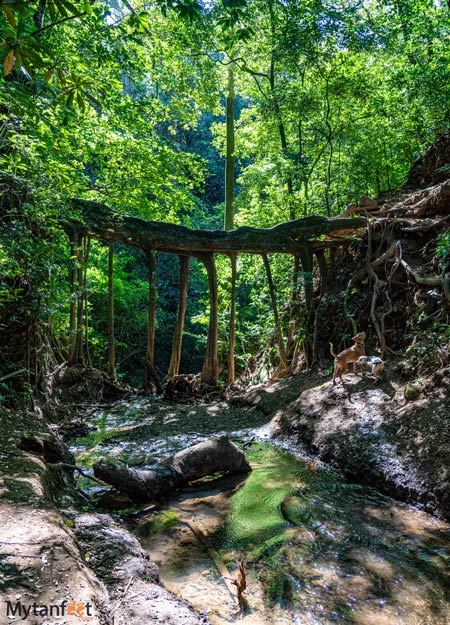 Monteverde ficus root bridge