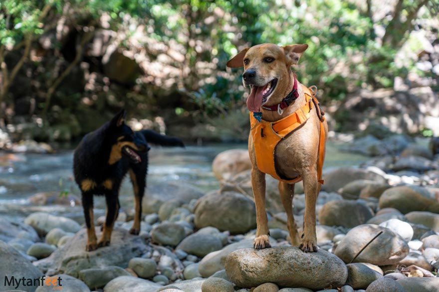 Dog friendly hike in Costa Rica
