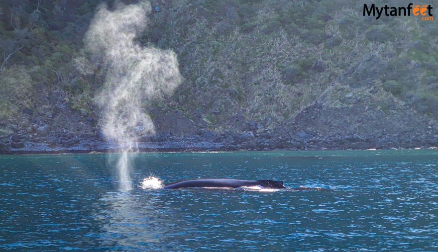 Gulf of Papagayo humpback whale