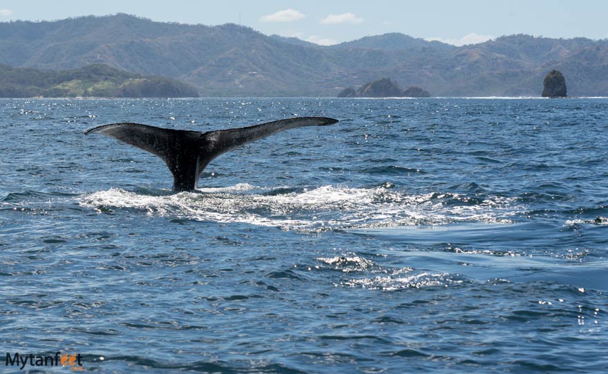 座头鲸哥斯达黎加在游船上湾-有限公司sta rica whale watching tours