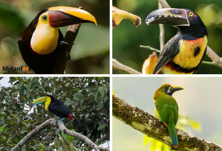 Costa Rica toucans