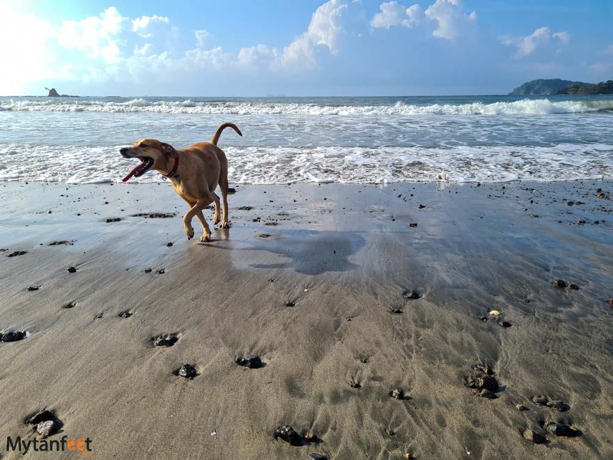 playa punta de pelencho dogs