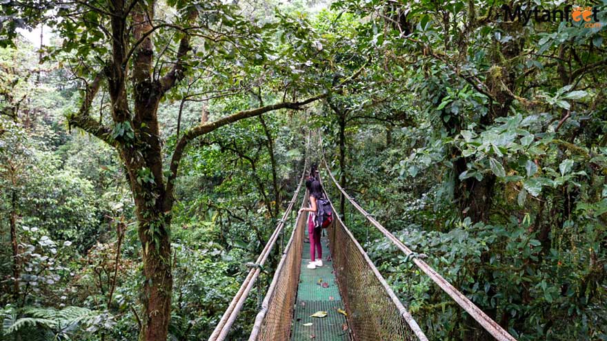 Guanacaste rainforest sloth tour -  heliconias hanging bridges