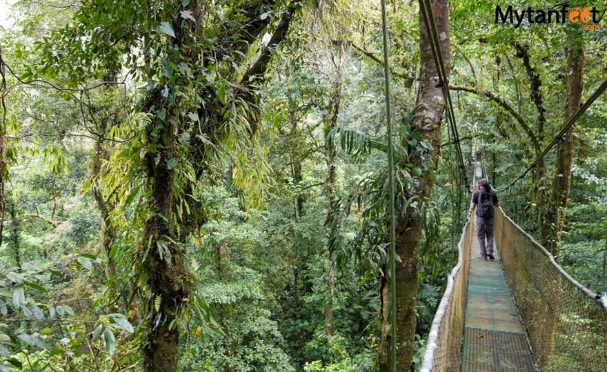 Guanacaste rainforest sloth tour -  heliconias rainforest hanging bridges