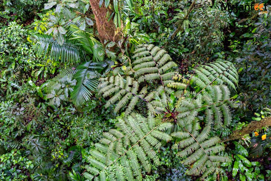 蝎尾热带雨林保护区