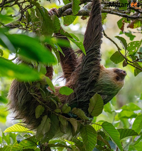 Guanacaste rainforest sloth tour - 2 toed sloth