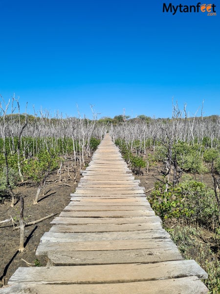 The mangrove bridge in Avellana