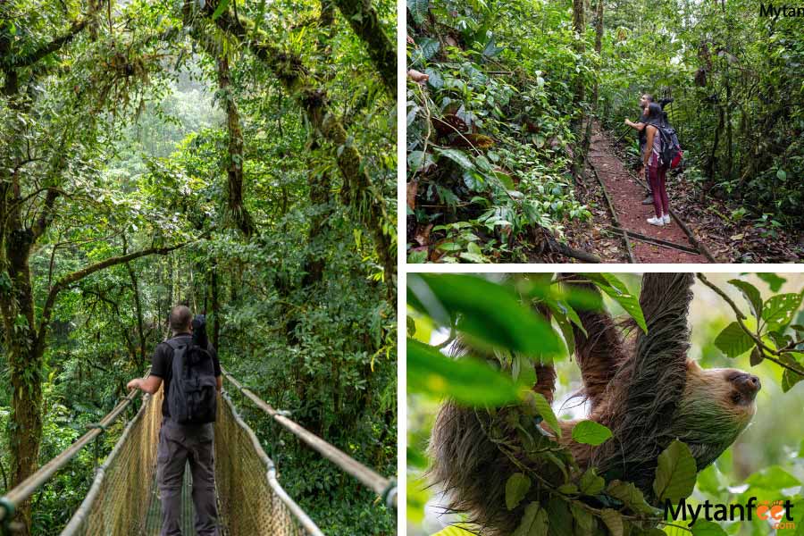 bijagua rainforest sloth - tamarindo day trips
