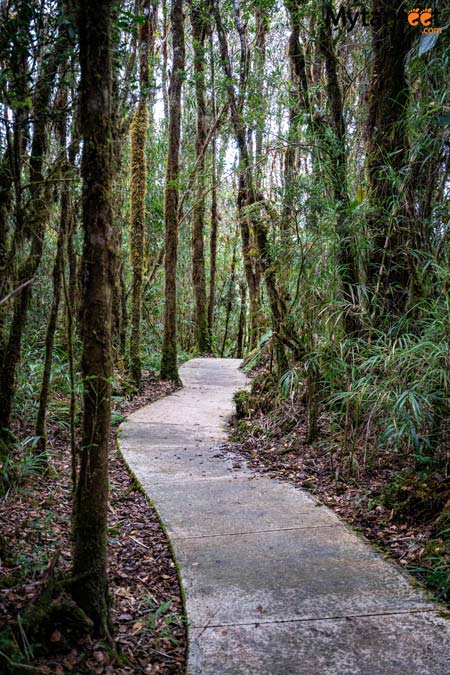 los quetzales national park circular trail