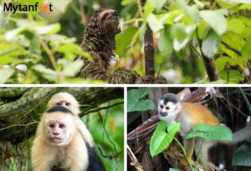 Costa Rica wildlife: sloth, white face monkey, squirrel monkey