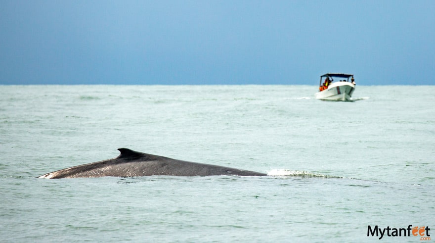 best day trips from dominical uvita whale watching tour