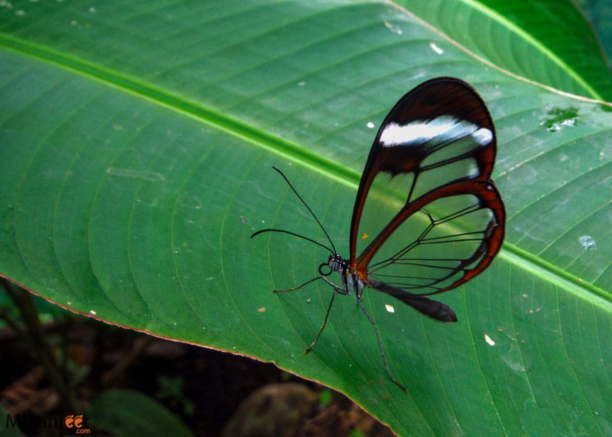 things to do in la fortuna butterfly garden