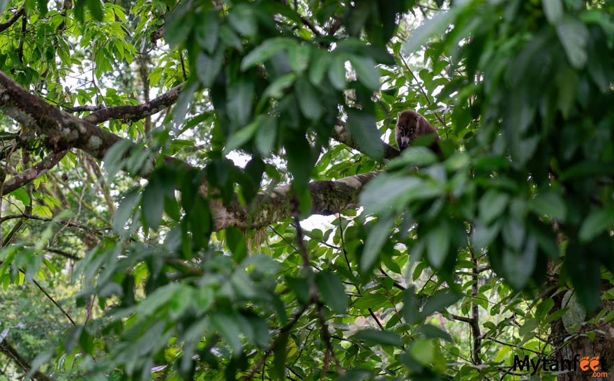 selva verde lodge walk coati