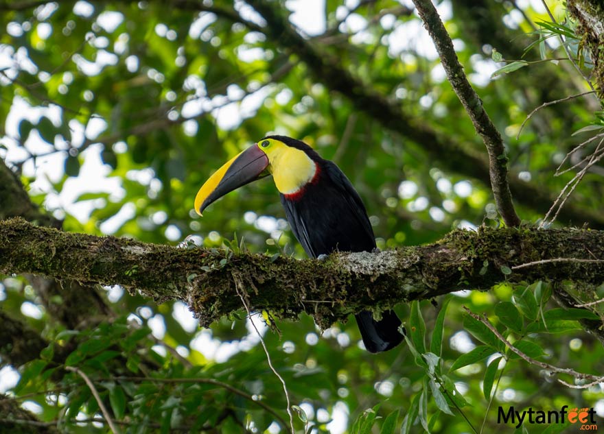 chestnut mandibled toucan